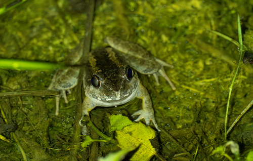 Swamp Frog, Limnonectes leytensis
