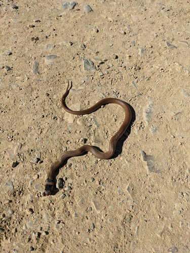 Eastern Brown Snake sighting