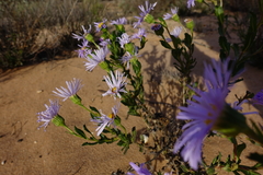 Olearia rudis