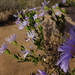 Olearia rudis - Photo (c) Wayne Martin, alguns direitos reservados (CC BY-NC), uploaded by Wayne Martin