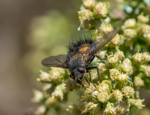 Spiny Tachina Fly photo 3