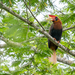 Rufous Hornbill (Southern) - Photo (c) Forest Botial-Jarvis, some rights reserved (CC BY-NC), uploaded by Forest Botial-Jarvis