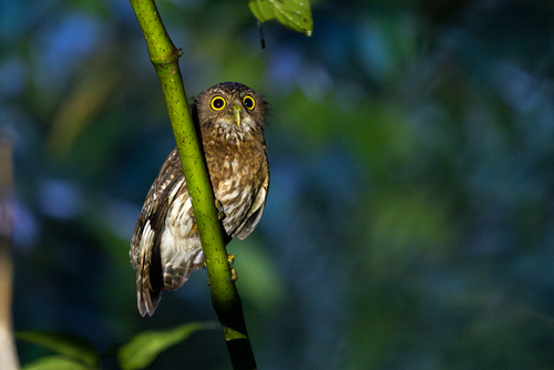 Mindanao Boobook (Ninox spilocephala), photo 5