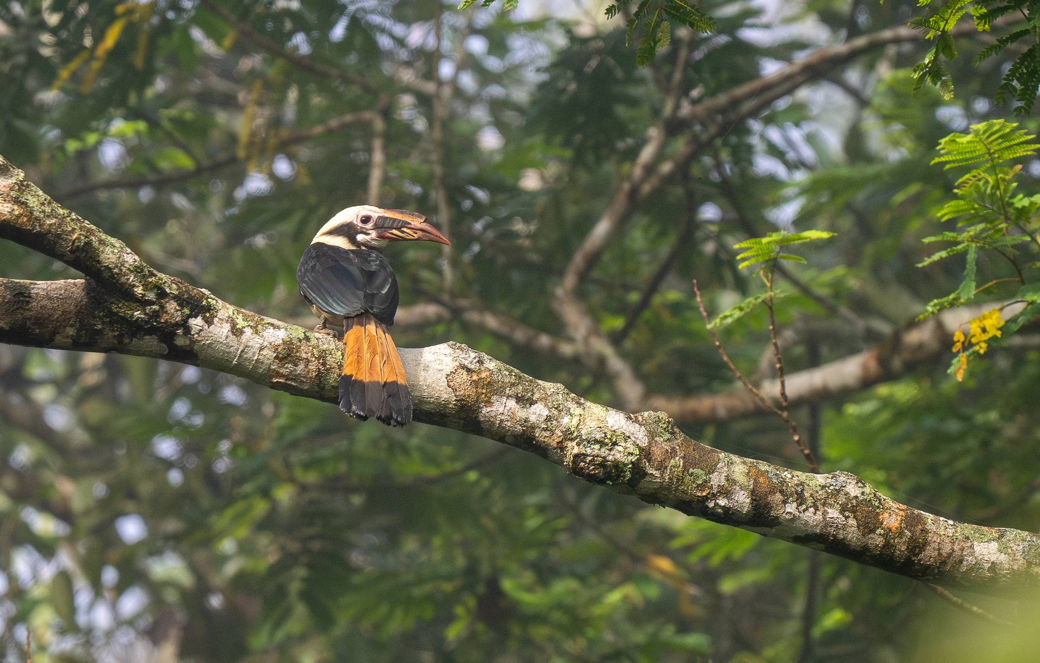 Mindanao Hornbill (Penelopides affinis), photo 8