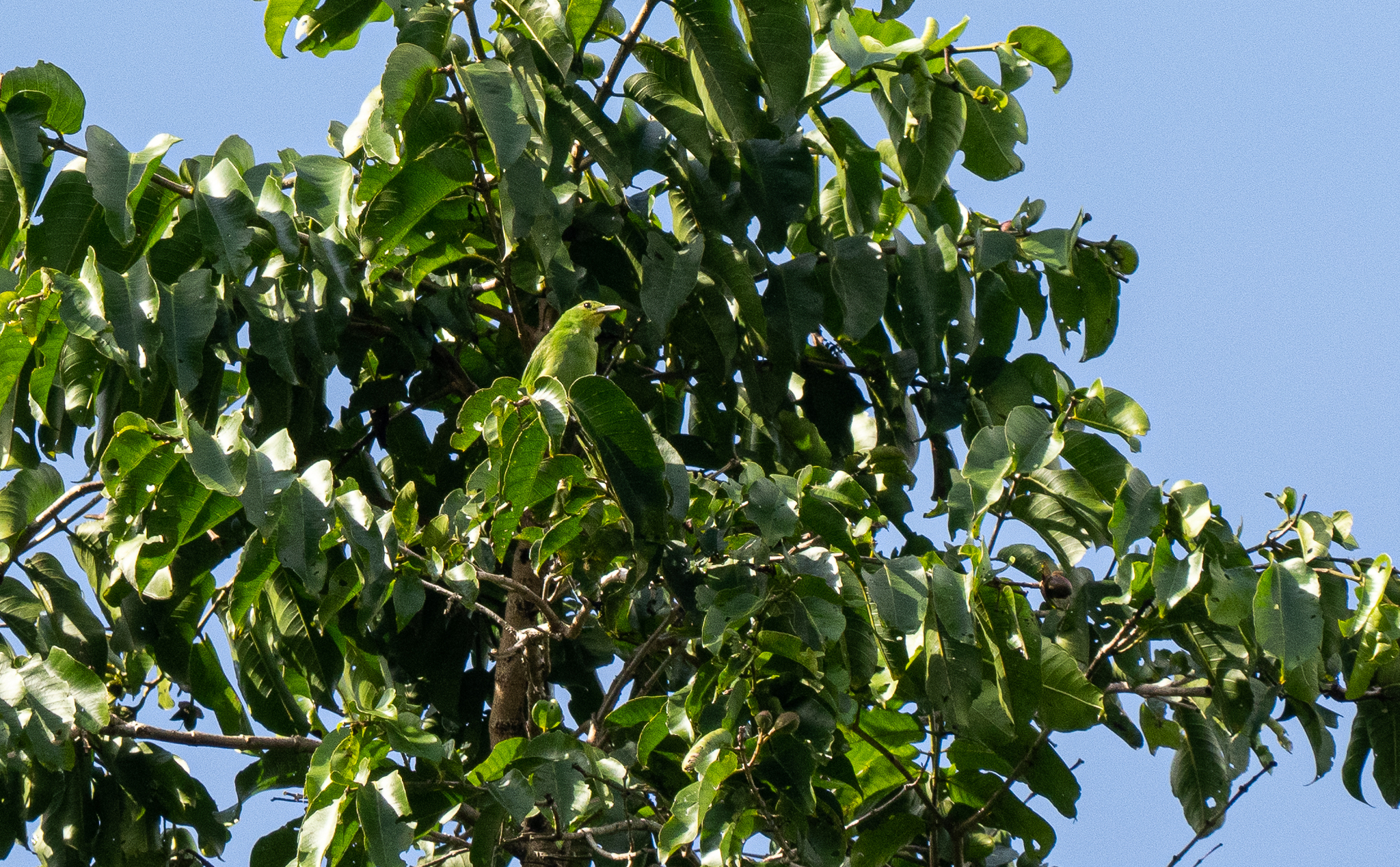 Philippine Leafbird (Chloropsis flavipennis), photo 1
