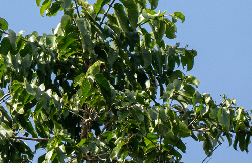 Philippine Leafbird (Chloropsis flavipennis), photo 2