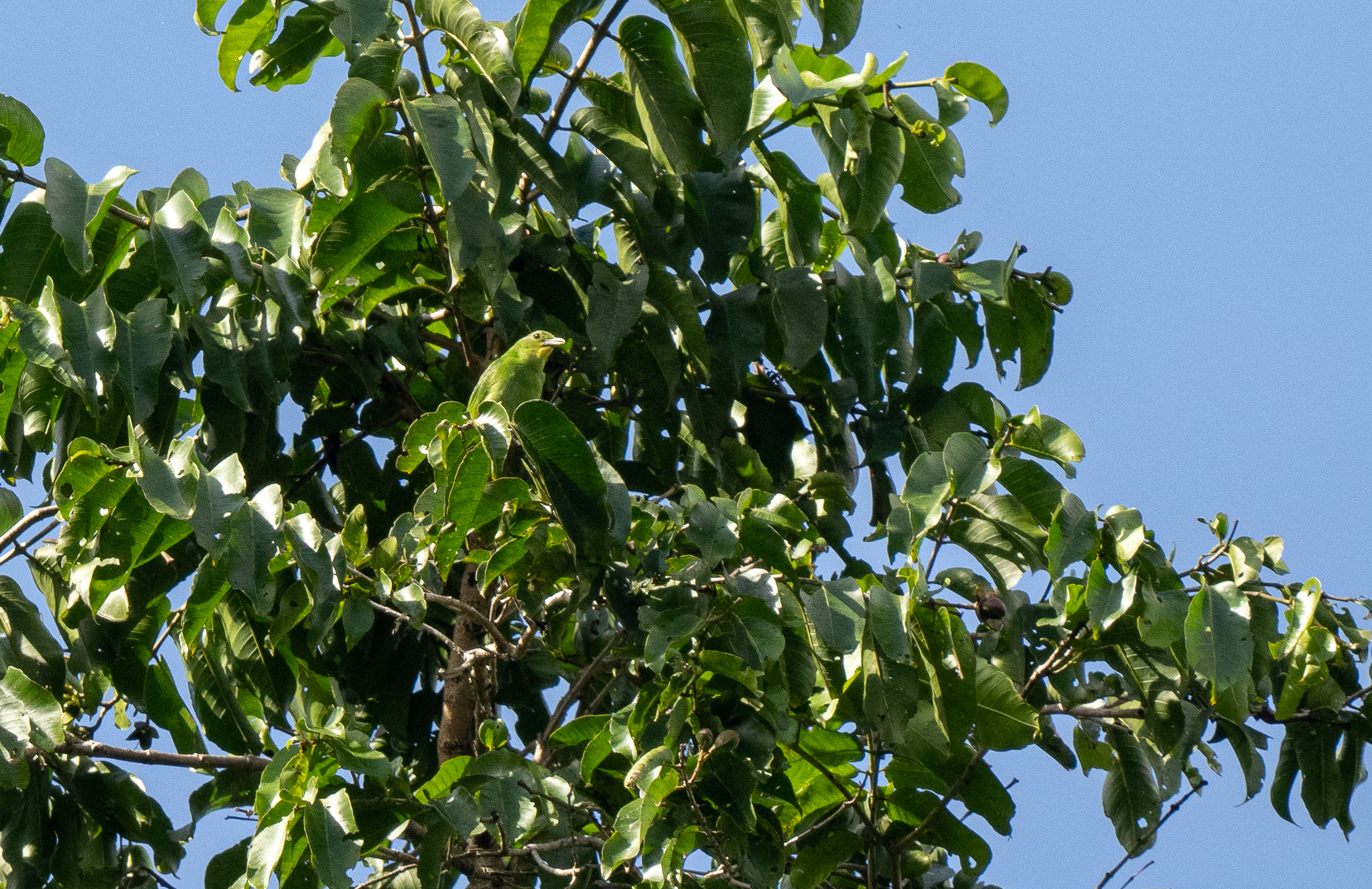 Philippine Leafbird (Chloropsis flavipennis), photo 2