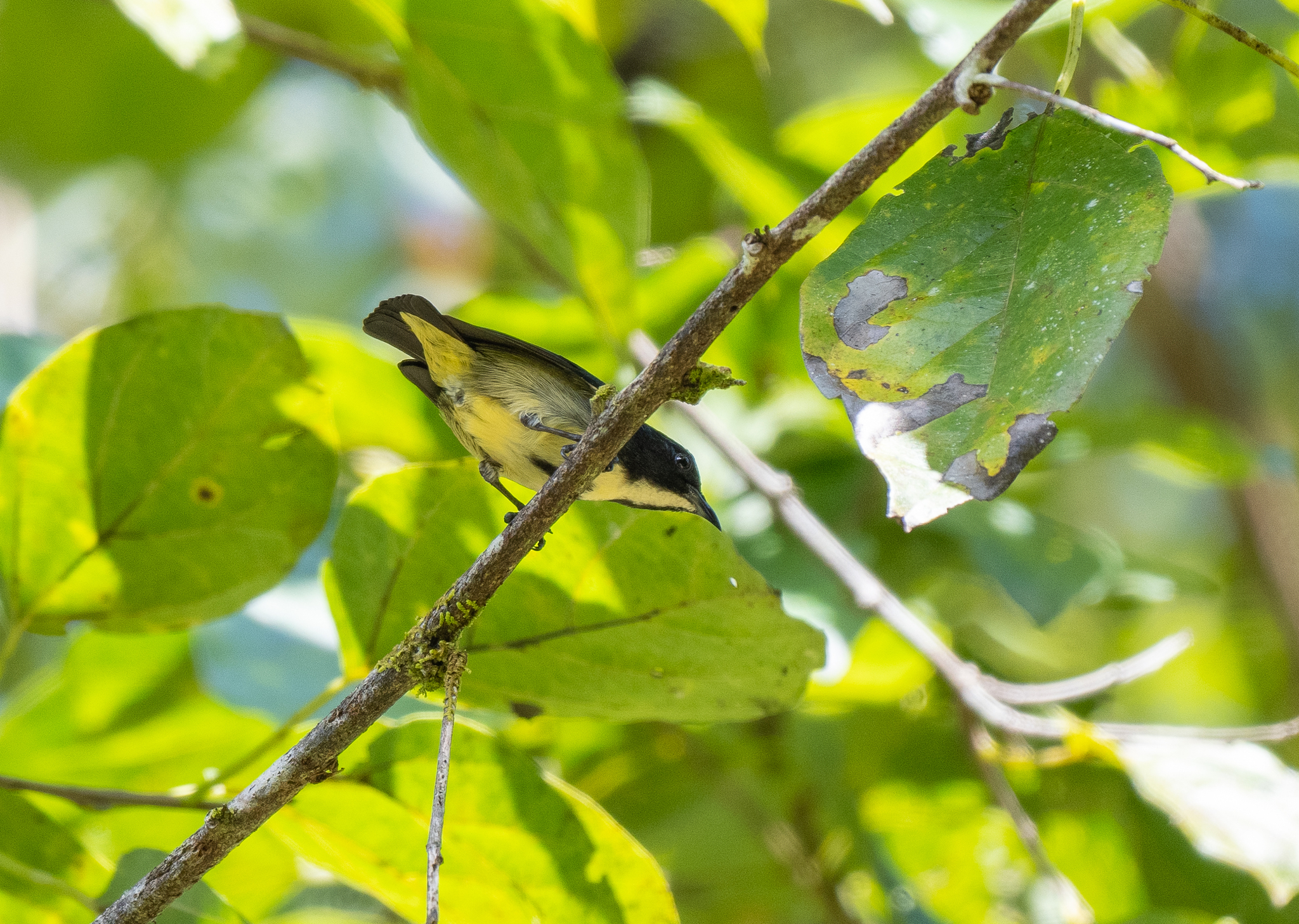 Pygmy Flowerpecker (Dicaeum pygmaeum), photo 3