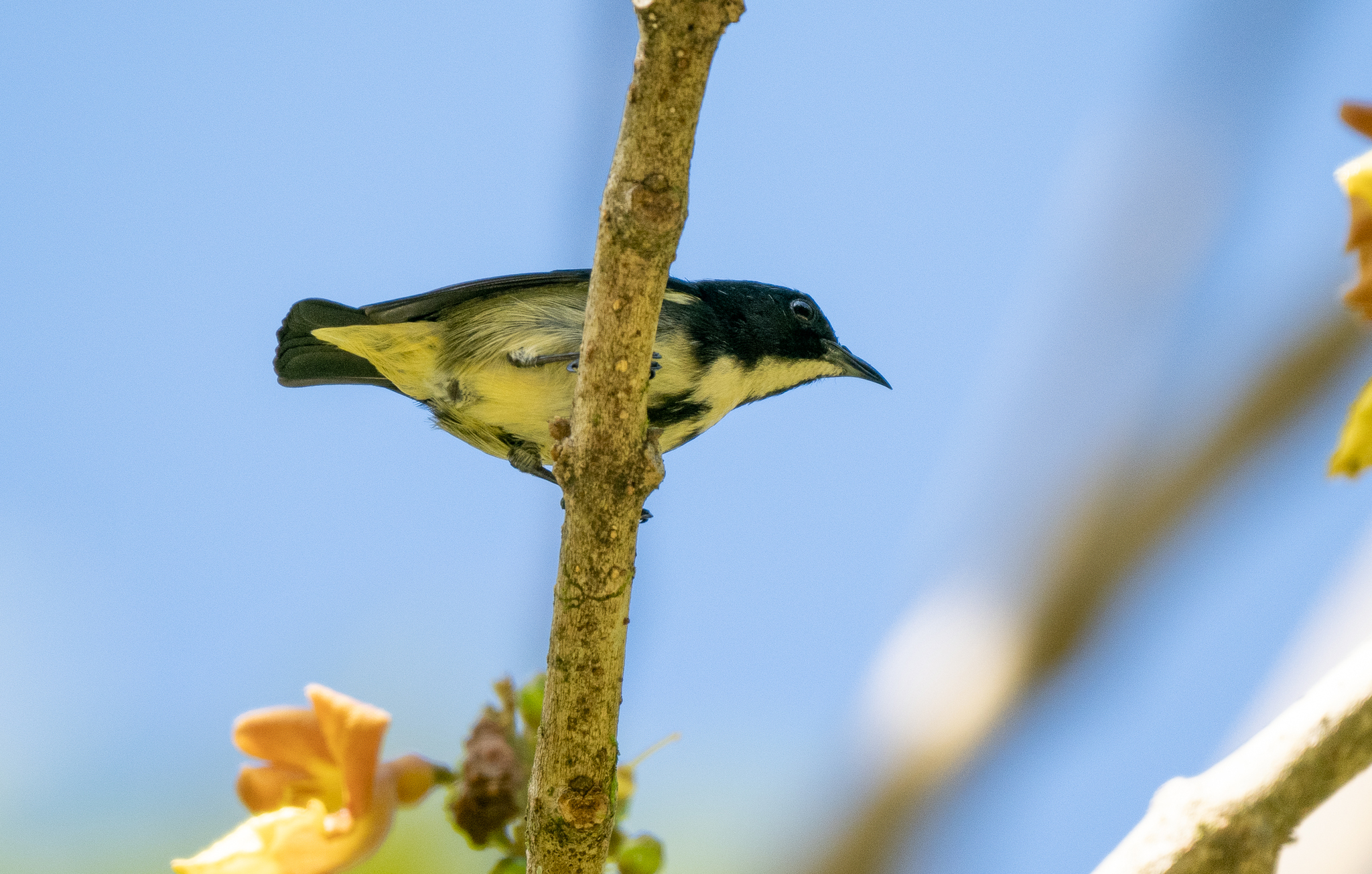 Pygmy Flowerpecker (Dicaeum pygmaeum), photo 4