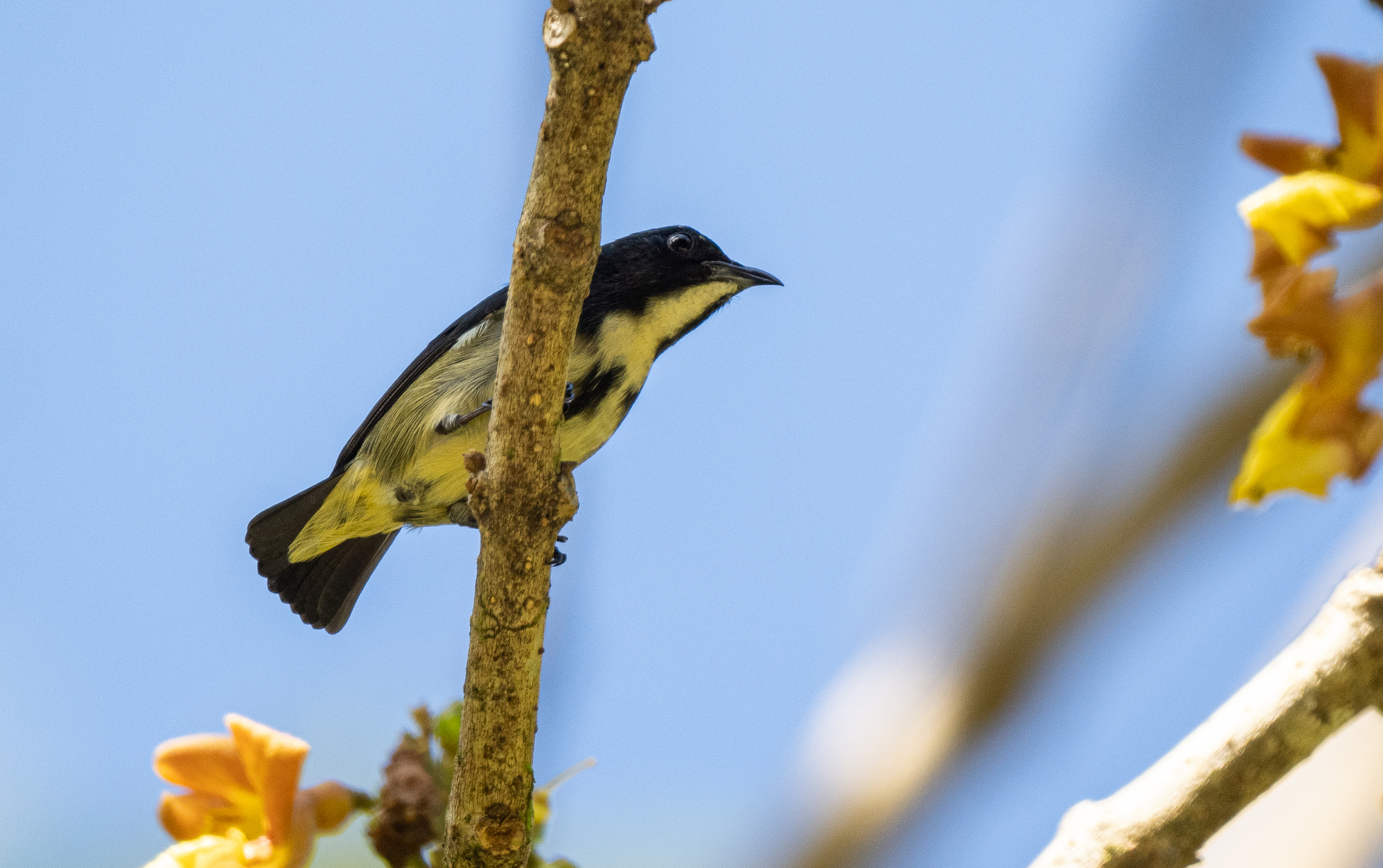 Pygmy Flowerpecker (Dicaeum pygmaeum), photo 8