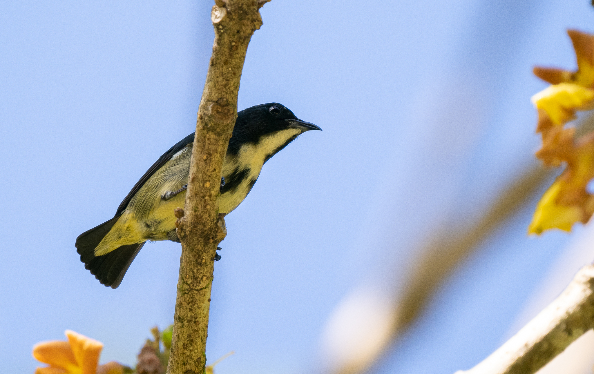 Pygmy Flowerpecker (Dicaeum pygmaeum), photo 9