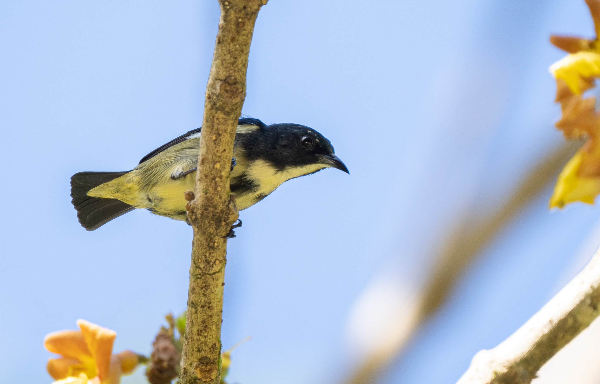 Pygmy Flowerpecker (Dicaeum pygmaeum), photo 10
