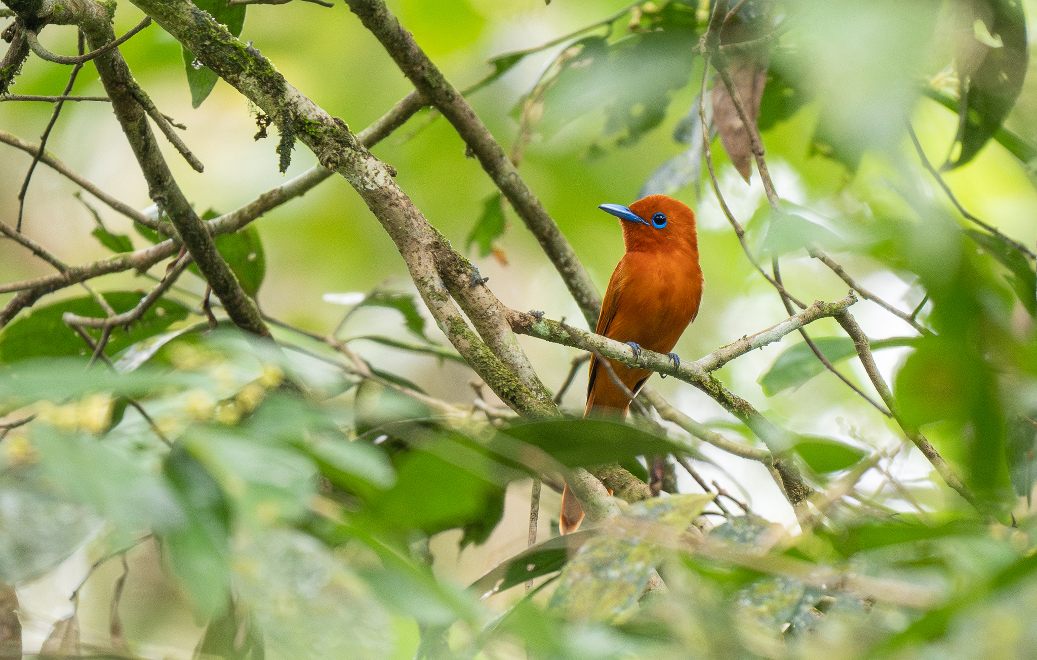 Rufous Paradise Flycatcher (Terpsiphone cinnamomea), photo 1