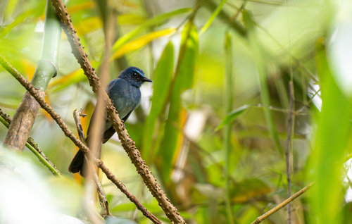 Mindanao Blue Fantail (Rhipidura superciliaris)