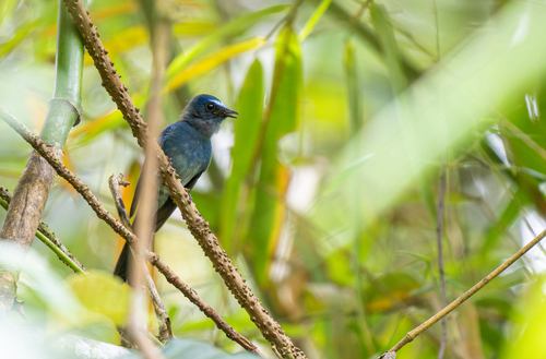 Mindanao Blue Fantail (Rhipidura superciliaris), photo 2