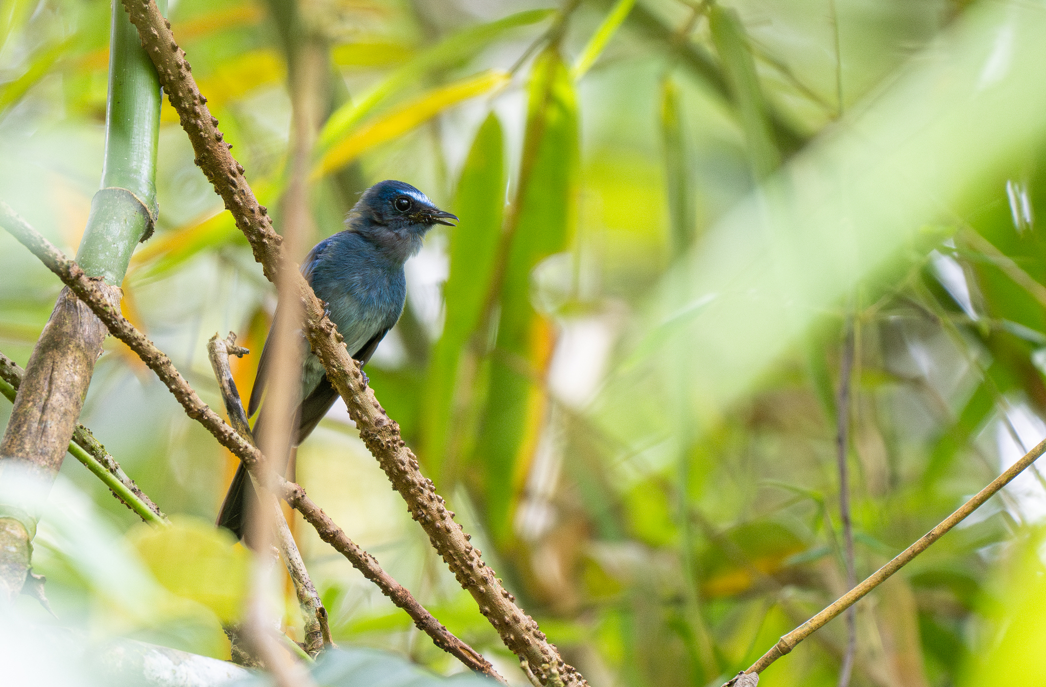 Mindanao Blue Fantail (Rhipidura superciliaris), photo 2