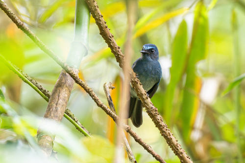 Mindanao Blue Fantail (Rhipidura superciliaris), photo 3