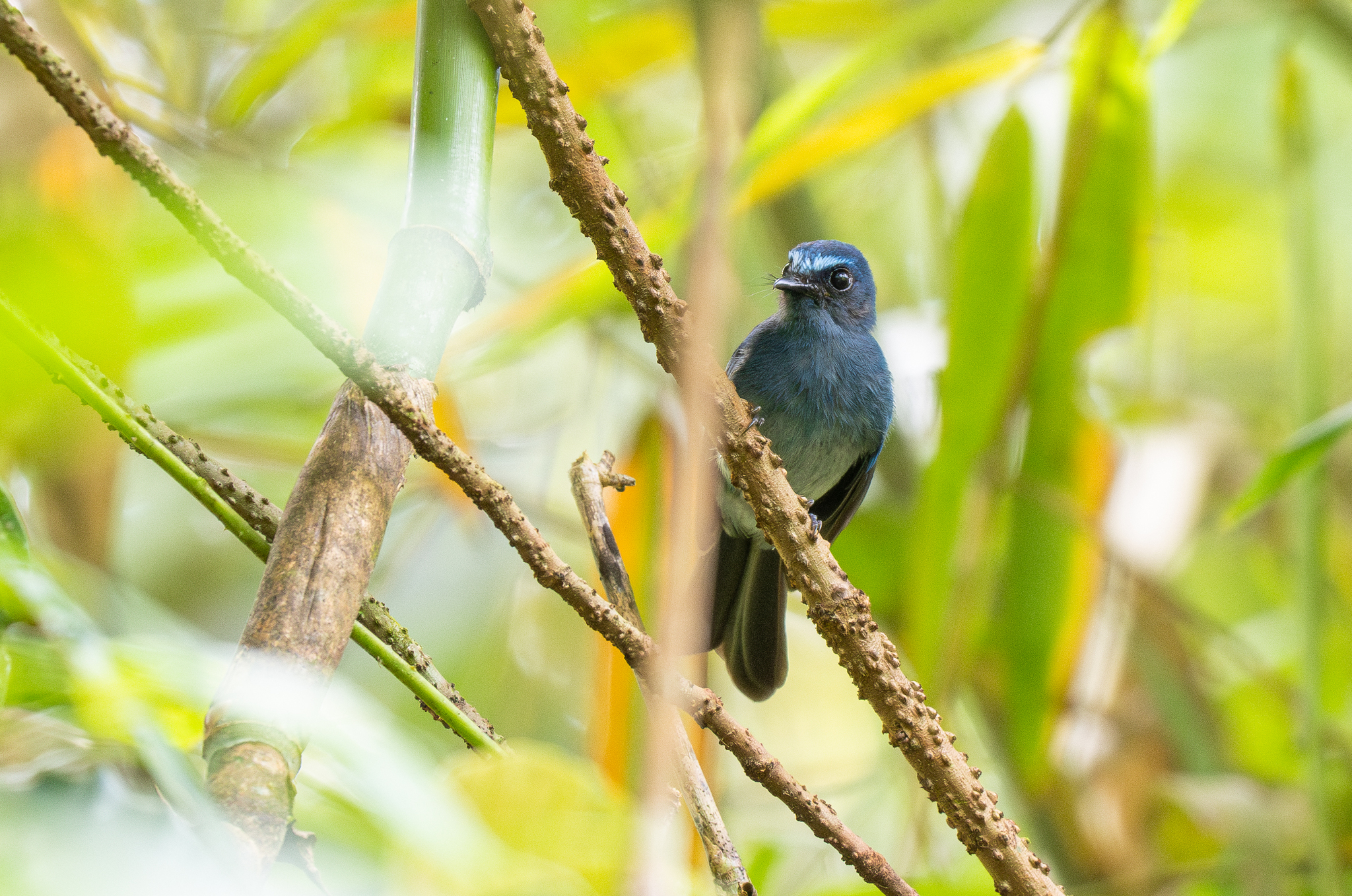 Mindanao Blue Fantail (Rhipidura superciliaris), photo 9