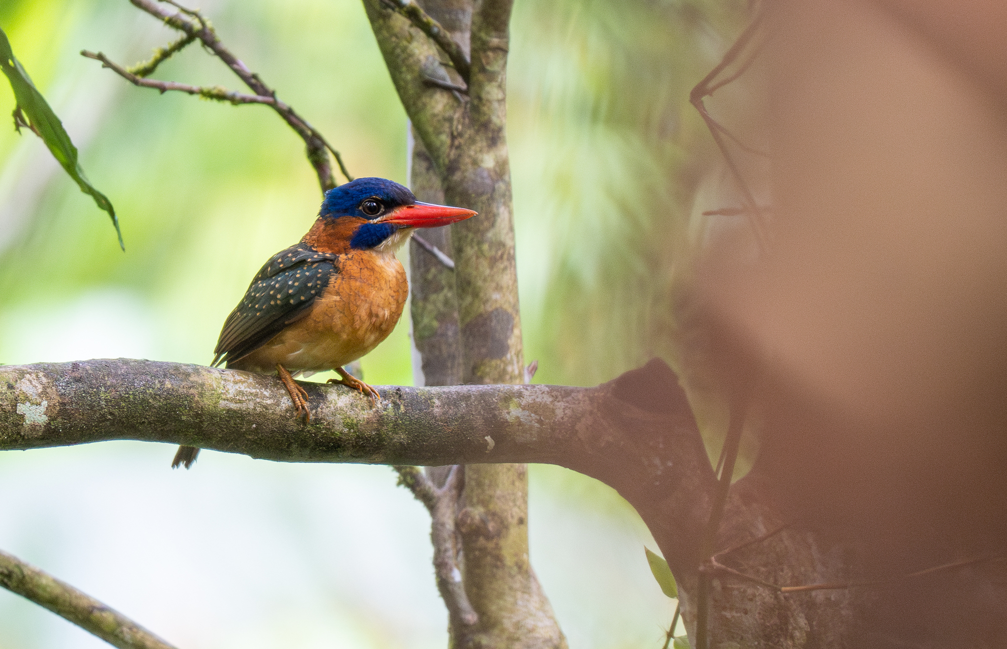 Blue-capped Kingfisher (Actenoides hombroni), photo 3
