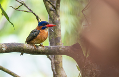 Hombron's Kingfisher photo 2
