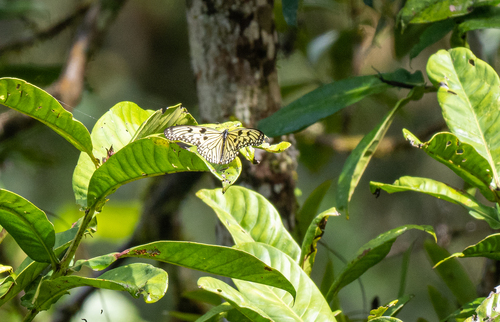 Electra's Tree-nymph