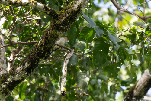 Rusty-crowned Babbler (Sterrhoptilus capitalis), photo 10