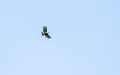 Pinsker's Hawk-Eagle (Nisaetus pinskeri), photo 7