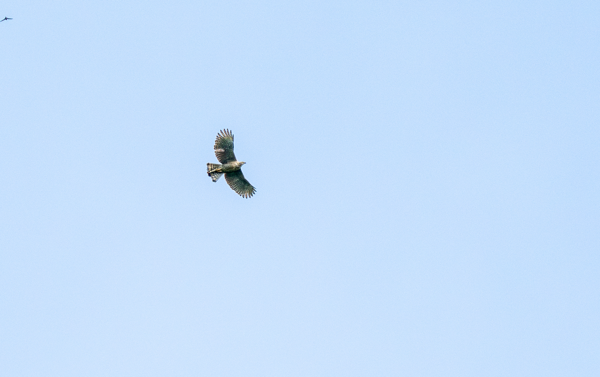 Pinsker's Hawk-Eagle (Nisaetus pinskeri), photo 7