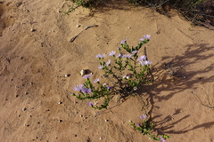 Olearia rudis