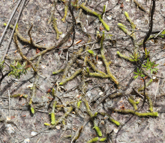 Brownseya serpentina