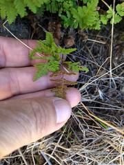 Pentagramma triangularis triangularis