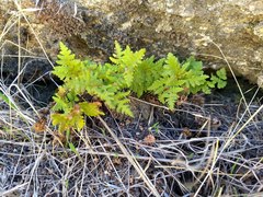 Pentagramma triangularis triangularis