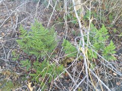 Pentagramma triangularis triangularis