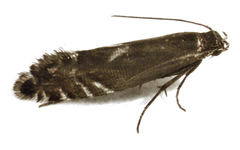Glyphipterix simpliciella