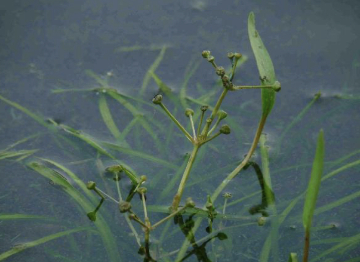Alisma gramineum