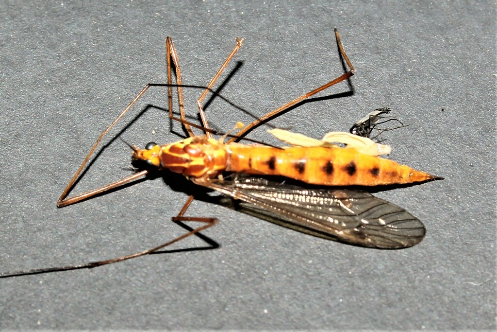 Ferruginous Tiger Crane Fly from West Nanticoke, PA 18634, USA on April
