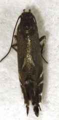 Glyphipterix simpliciella