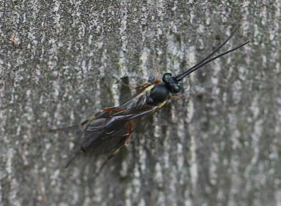 Diamondback Moth Parasitoid Wasp