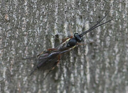 Diamondback Moth Parasitoid Wasp