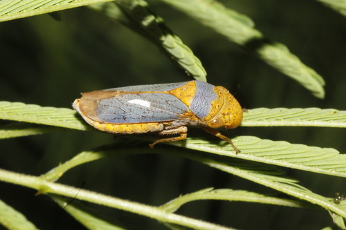 Chicharrita bicolor