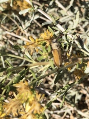 Crossidius suturalis pubescens