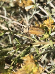 Crossidius suturalis pubescens