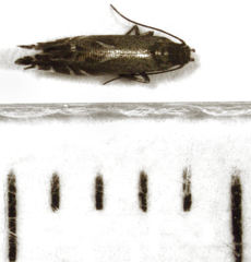 Glyphipterix simpliciella