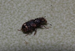 Goniocloeus bimaculatus