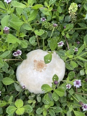 Chlorophyllum molybdites image