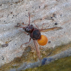 Proepipona