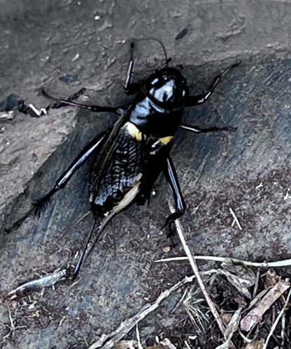 Southern Field Cricket photo 3