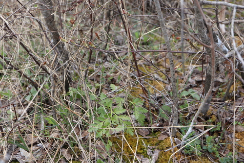 Leathery grapefern (Sceptridium multifidum)