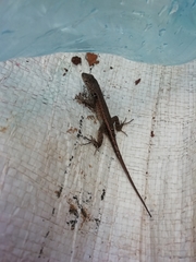 Sceloporus parvus