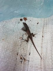 Sceloporus parvus